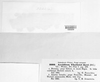 Puccinia recondita image